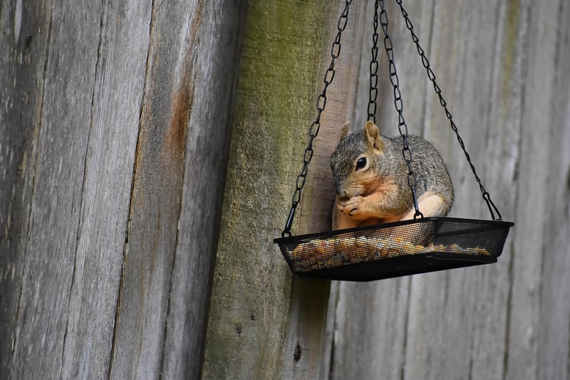 DIY Bird Feeders